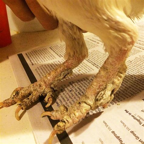 chicknlegs|leg problems in chickens.